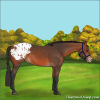 Horse Color:Bay Appaloosa 