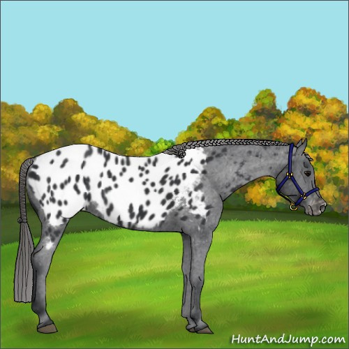 Horse Color:Black Appaloosa 