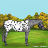 Horse Color:Black Appaloosa 