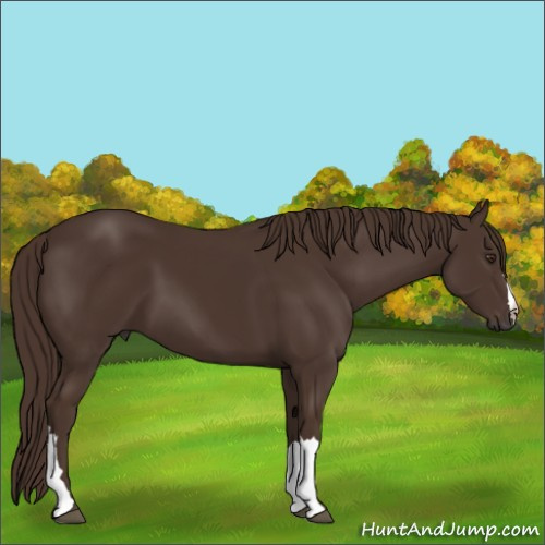 Horse Color:Liver Chestnut