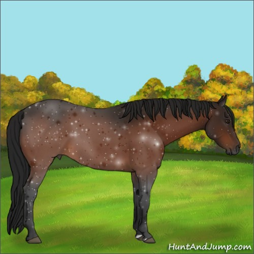Horse Color:Gray Brown 