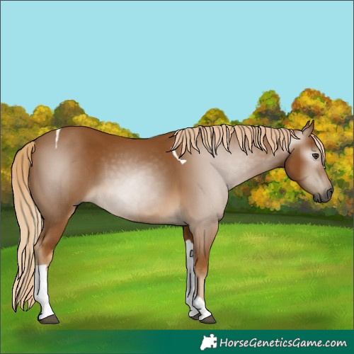 Horse Color:Gray Palomino Tobiano 