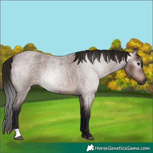 Horse Color:Gray Bay Roan Rabicano 