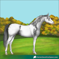 Horse Color:White Spotted Black Tobiano
