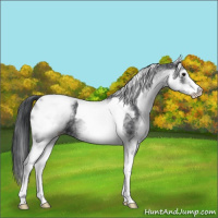 Horse Color:White Spotted Black Tobiano 