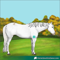 Horse Color:White Spotted Silver Buckskin Dun Splash Appaloosa Rabicano