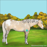 Horse Color:White Spotted Silver Buckskin Dun Splash Appaloosa Rabicano