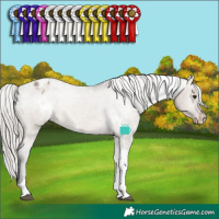 Horse Color:White Spotted Silver Brown Dun Tobiano Varnish Rabicano