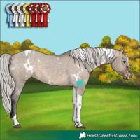 Horse Color:White Spotted Silver Brown Dun Tobiano Appaloosa Rabicano 