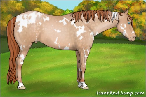 Horse Color:White Spotted Buckskin Pearl Appaloosa 