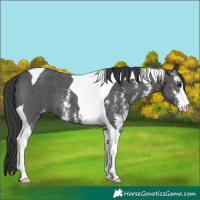 Horse Color:Black Sabino Tobiano Appaloosa 