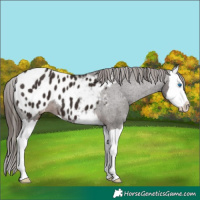 Horse Color:Liver Chestnut Splash Appaloosa 