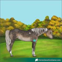 Horse Color:Silver Smoky Black Tobiano 