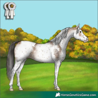 Horse Color:White Spotted Brown Dun Tobiano 