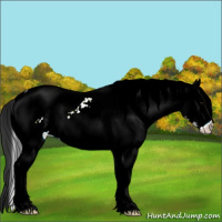 Horse Color:White Spotted Black Ice Appaloosa 