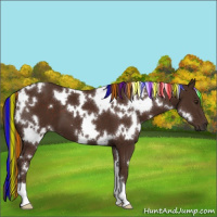 Horse Color:Painted White Spotted Liver Chestnut