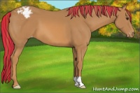Horse Color:Painted Chestnut Appaloosa 