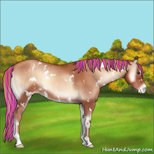 Horse Color:Painted White Spotted Gold Champagne Onyx Appaloosa 