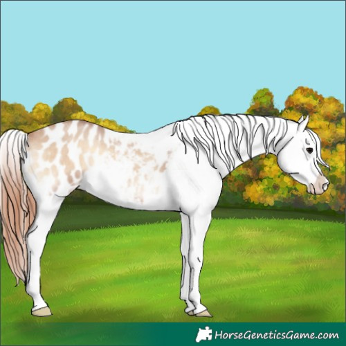 Horse Color:Bay Roan Onyx Appaloosa 