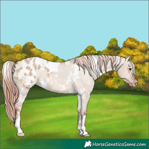 Horse Color:White Spotted Red Dun Appaloosa 