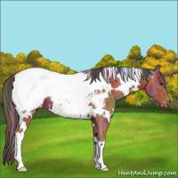 Horse Color:Nacre White Spotted Brown Roan Appaloosa 
