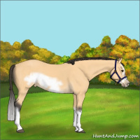 Horse Color:Buckskin Splash Frame 