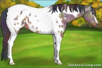 Horse Color:Gray Nacre Brown Dun Tobiano Appaloosa 