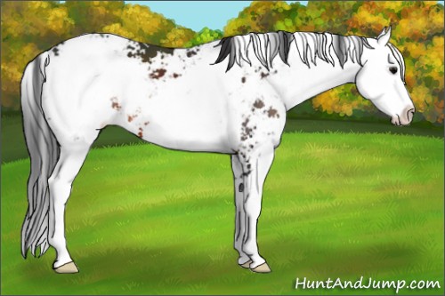 Horse Color:Brown Sabino 