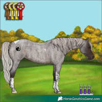 Horse Color:Silver Brown Roan Tobiano 
