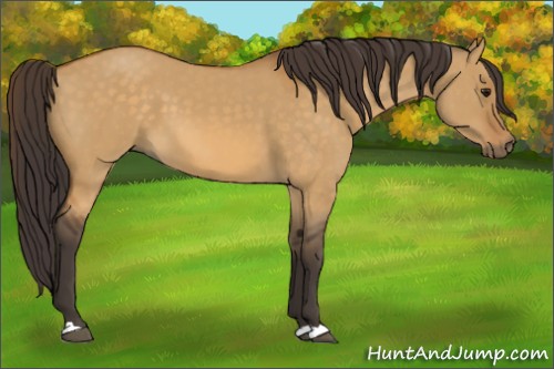 Horse Color:Buckskin Dun 