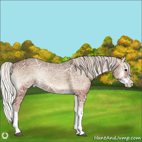 Horse Color:Silver Blue Onyx Ice Splash Appaloosa