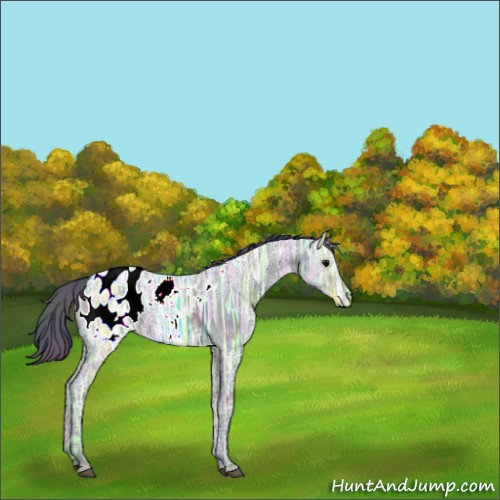 Horse Color:Nacre Black Ice Appaloosa 