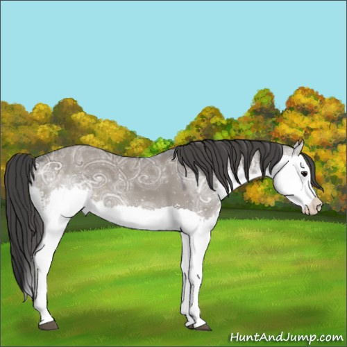Horse Color:Grullo Ice Splash