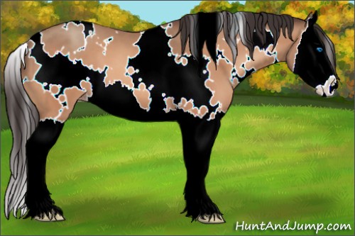 Horse Color:White Spotted Sable Champagne Splash 