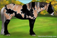 Horse Color:White Spotted Sable Champagne Splash 