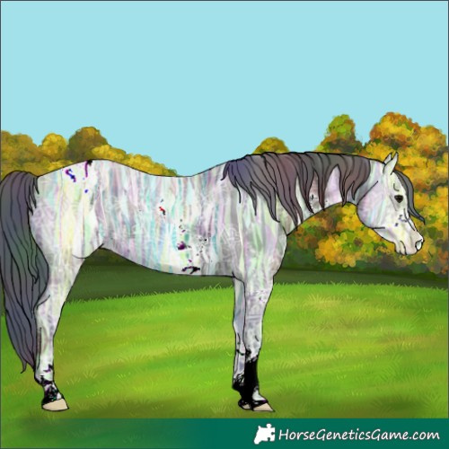 Horse Color:Nacre Black Ice Sabino Appaloosa 