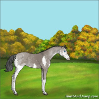 Horse Color:Grullo Splash 