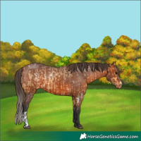 Horse Color:Buckskin Appaloosa  and Bay Appaloosa 
