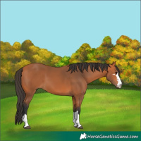 Horse Color:Bay 