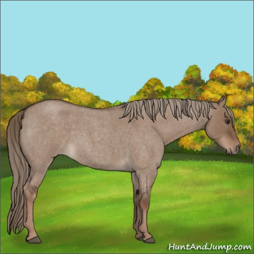Horse Color:Liver Red Dun Roan Rabicano