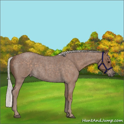 Horse Color:Silver Blue Roan 