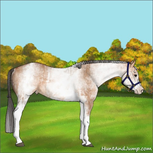 Horse Color:White Spotted Bay Dun Rabicano  and White Spotted Bay Dun Rabicano 