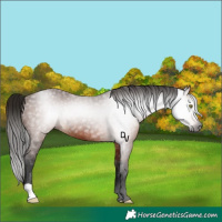 Horse Color:Gray Bay Rabicano