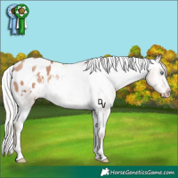 Horse Color:White Spotted Silver Sable Champagne Appaloosa 