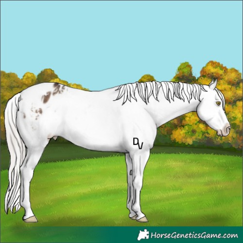 Horse Color:White Spotted Silver Brown Dun Varnish