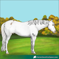 Horse Color:White Spotted Silver Brown Dun Appaloosa 