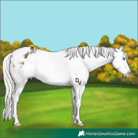 Horse Color:White Spotted Silver Brown Dun Varnish 