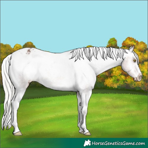 Horse Color:White Spotted Silver Brown Varnish