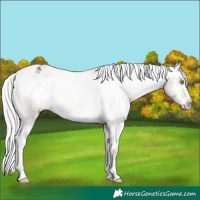 Horse Color:White Spotted Silver Brown Appaloosa 