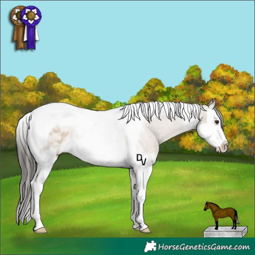 Horse Color:Liver Red Dun Splash Tobiano Appaloosa Rabicano 